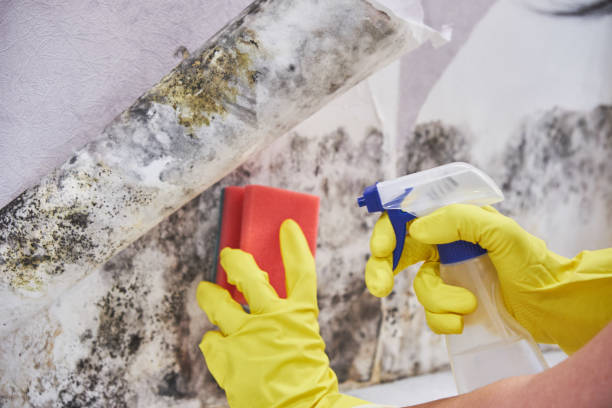 Best Mold Removal for HVAC Installations  in Springfield, OH